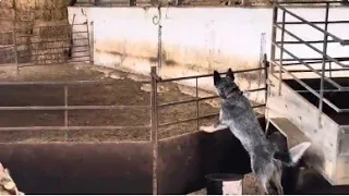 El cuco no pierde de vista el gato 🐈