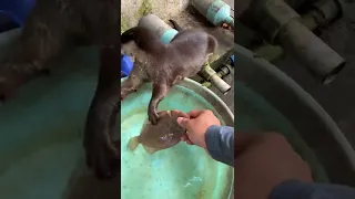 Otter Titi And Merdogs Create Happiness In Our Mangrove Life