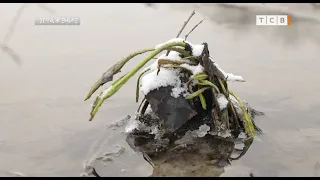 Богомолы наступают, берёзы засыхают