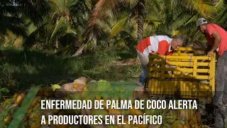 Enfermedad de palma de coco alerta a productores del Pacífico-TvAgro por Juan Gonzalo Angel Restrepo