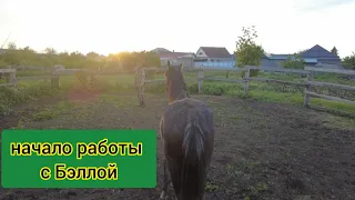 Начало обучения кобылы Бэллы / кабардинская порода лошадей / M-H