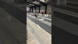 High Speed Dogs Race at Flyball Competition || ViralHog