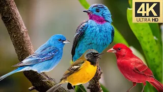 Amazing Beautiful Birds Sound - Perfect Nature Sounds for Good Sleep and Soul Relaxation