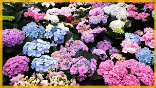 【繡球品種大全】Hydrangea species｜越後面越精彩，參觀繡球花神級人物 「丰哥」少女心花園，花園裡每一種繡球花，市場幾乎都看不到#愛種花的伊恩＃Hydrangea