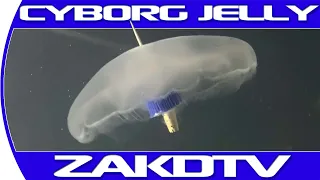 Cyborg Jellyfish created to explore the ocean, A.I. can pick the winner of the Superbowl