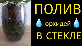 ПОЛИВ орхидей в СТЕКЛЕ