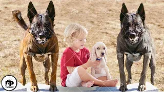 Only These Top 10 Dogs that Will Protect You No Matter What!