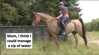 Yay! 👏 Farouk has a long drink of water at the Box after the 30k Aram Grange Endurance Pleasure Ride