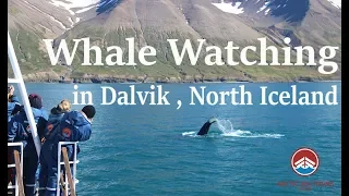 Whale Watching in North Iceland