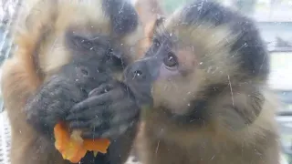 取っ組み合うフサオマキザル兄弟（は仲良し） -Tufted Capuchin Brothers