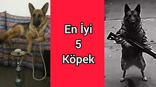 En İyi 5 Köpek