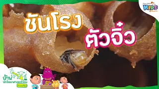 ชันโรงตัวจิ๋ว | บ้านนักวิทยาศาสตร์น้อย