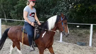 Como Flexionar a Nuca do Seu Cavalo