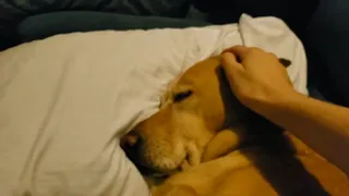 Waking up a doggo having a bad dream
