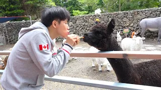 Boram et DDochi jouent à Dinosaure Musée pour les enfants