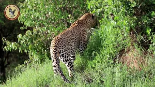 The African leopard- Masai Mara Safari Kenya