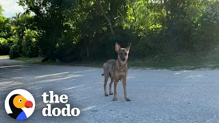 Puppies Can't Stop Wagging Their Tails When They're Reunited With Mom | The Dodo