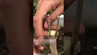 How to graft hibiscus flowers