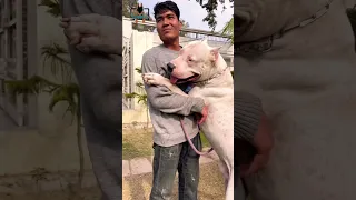 Doggo Argentino |  SCOOBERS | #shorts