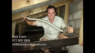 DANGEROUS REMOVAL OF A BLACK MAMBA IN A ROOF