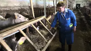 СПК Гридино. Технология выращивания коров породы Костромская.