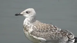 МОЛОДАЯ СЕРЕБРИСТАЯ ЧАЙКА(Larus argentatus)