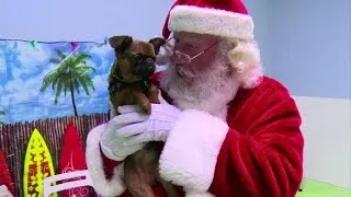 Dogs get their own Christmas party in Los Angeles