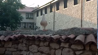 Болгарская чайка