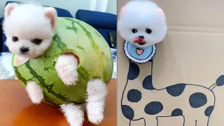 Funny and Cute Dog  😍🐶| Funny Puppy Videos #7