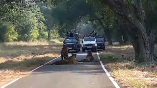 Tiger Running towards my Gypsy....Tigers Scary  Show...Tadoba Dec 2017