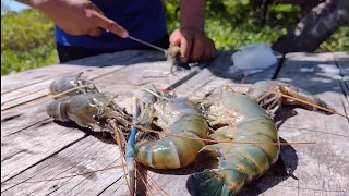 PESCARIA DE SAJUBAS, TIRADA DE CARANGUEJO E CAMARÃO PITU GRELHADO. UM ACAMPAMENTO PERFEITO.