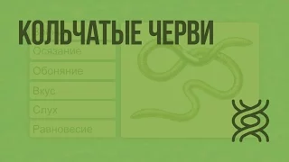 Кольчатые черви. Видеоурок по биологии 7 класс