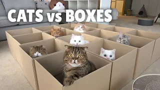 Cats vs Boxes | Kittisaurus