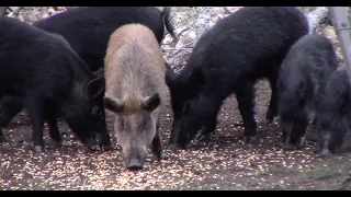 Bow Hunting Hogs For The Calico Pig Episode 63