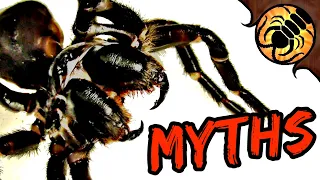 5 Funnel-web Spider MYTHS!