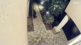 Gator Sleeps at My Front Door || ViralHog