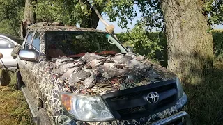 Охота на вяхиря, сезон продолжается, он уже стал умнее, pigeon hunting