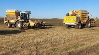 Уборка сахарной свеклы 2021.Sugar Beet harvest 2021.Rübenernte 2021.Свеклоуборочный комбайн Kleine