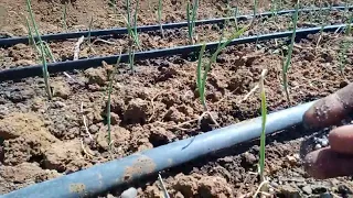 How to apply fertiliser on onions