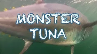 MONSTER TUNA - 1000 pound Giant Bluefin caught in record time in PEI - Cool Underwater Shots