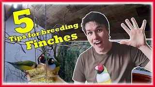 5 Easy TIPS to Increase Your FINCHES Breeding Succes. The Bird Gallery