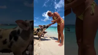 Family Vacation with the Pigs! Nassau Bahamas September 2022