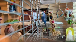 Two talking parakeets (budgies) repeat a female voice - super cute!