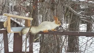 Кто то из двух белок должен уступить - One of the two squirrels must give in