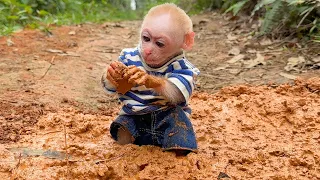 Baby monkey Jic Jic sneaked out of the house to play and ended up getting all his clothes dirty.