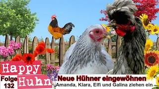 E132 Neue Hühner eingewöhnen bei HAPPY HUHN - Der Happy Hühnergarten entsteht TEIL 6, Orloff Hühner