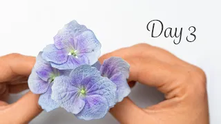 Hydrangea | Day 3 | 30 Days of Sugar Flowers