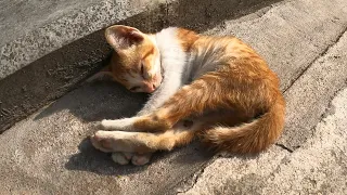 Poor kitten sleeping alone And very hungry on the street