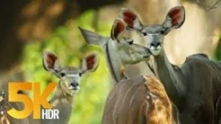 5K HDR African Wildlife Documentary Film - Mana Pools National Park, Zimbabwe, Africa - 1 HR