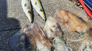 Spearfishing in Victoria 2021 ... Snook and calamari.... 😊